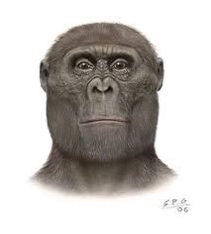 Paranthropus Aethiopicus