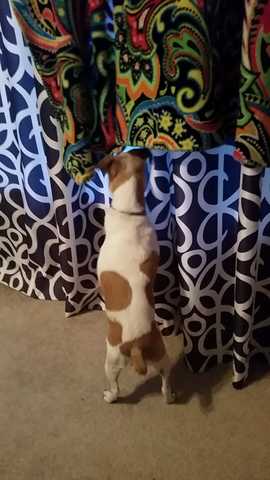 Millie waits to go to her spa day!