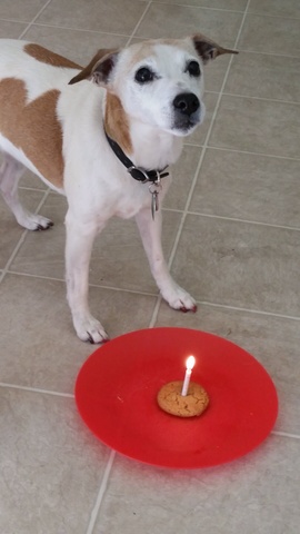 Millie enjoys her birthday cookies!