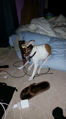 Millie eats one last bedtime snack!