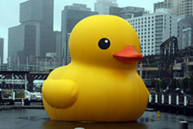 Largest Duck