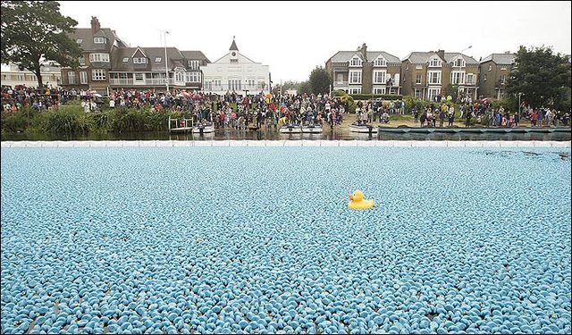 Great British Duck Race