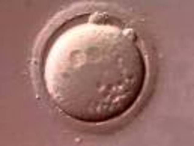 El desarrollo embrionico dura 40+-2 semanas