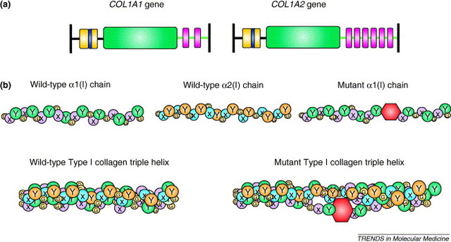 MFS linked to abnormal COL1A2