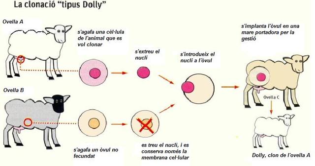 CLONACIÓ (OVELLA DOLLY)