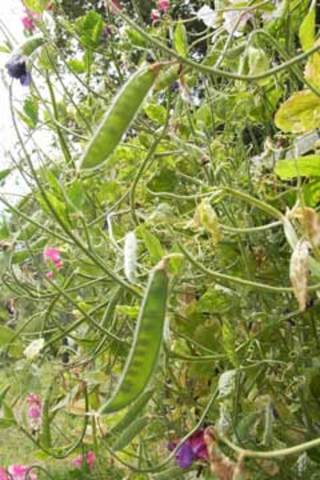 sugar snap peas