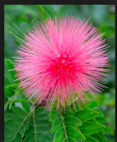 Open my first flower shop
