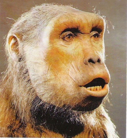 Toumaï (Sahelanthropus thadensis)