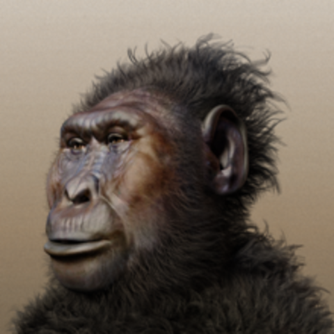 Paranthropus boisei