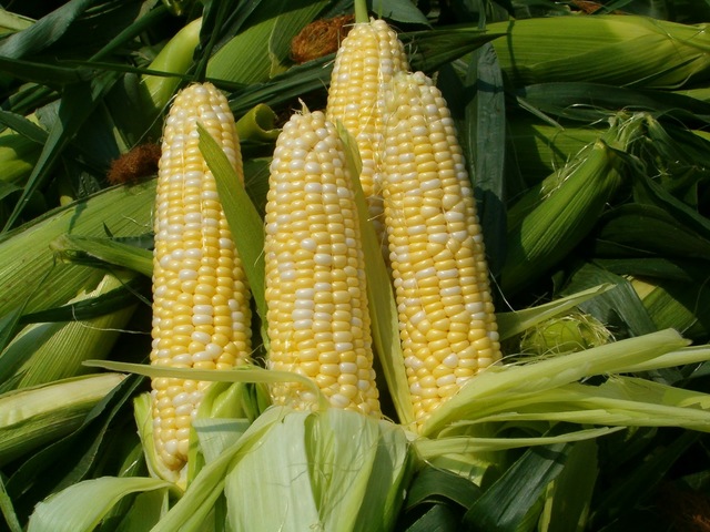 "Corn Show"