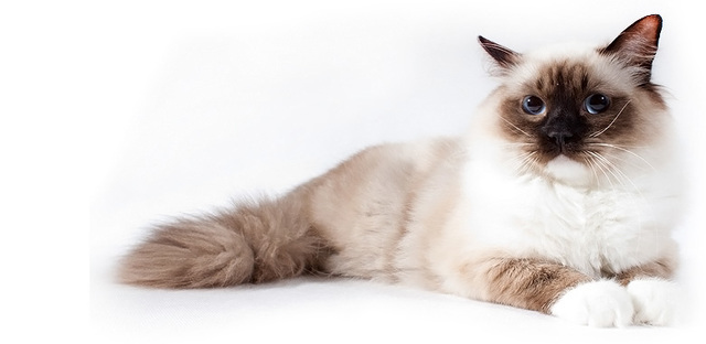 Sterylizacja- fakty i mity