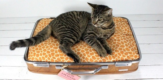 Niezbędnik na podróż z kocim pupilem