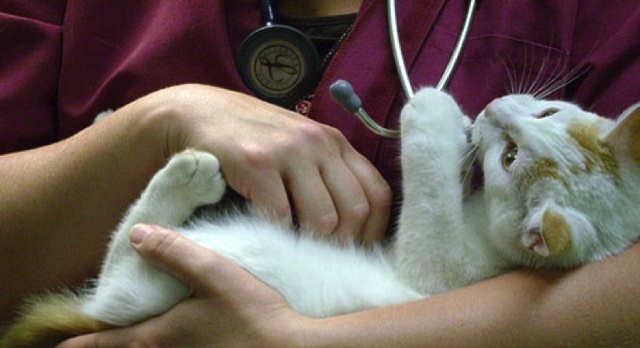 Co to jest koci katar?