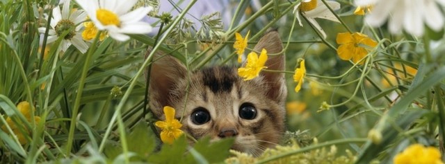 Czy kot może być alergikiem?