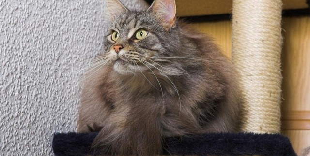 Praktyczne akcesoria dla Twojego kociaka