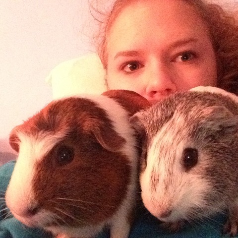 Adopted Guinea Pigs