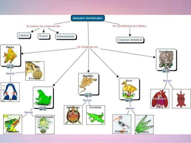 CLASIFICACIÓN de las ESPECIES: Carlos Linneo