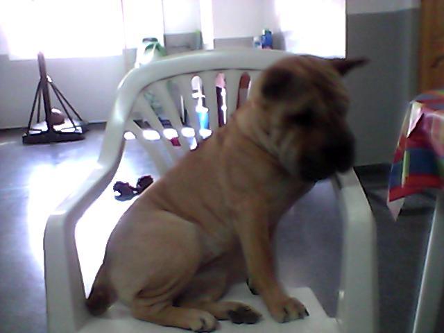 Arrugas (my dog ) was at home