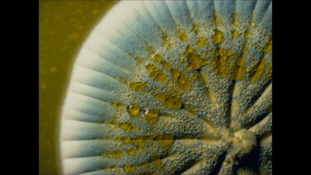 Изобретение пенициллина