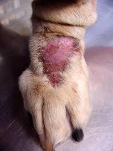 First Stem Cell Therapy in Dogs
