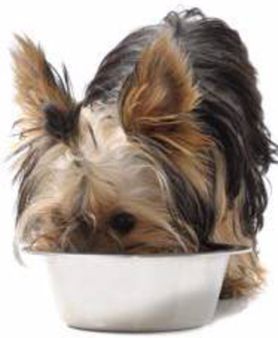 8:00 I go downstairs to feed my dog