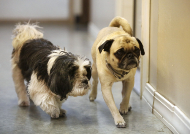 I feel overjoyed seeing my dogs downstairs at 8:20 am