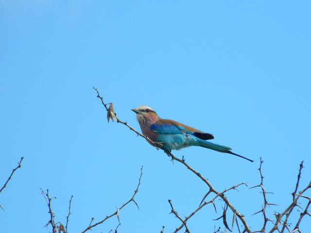 Mole challenges his mother