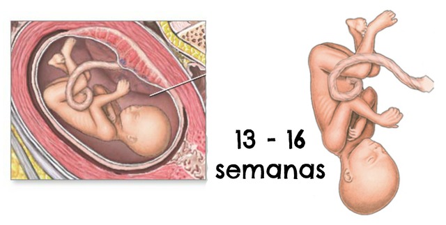 Semanas 13 - 16 (DESARROLO FETAL)
