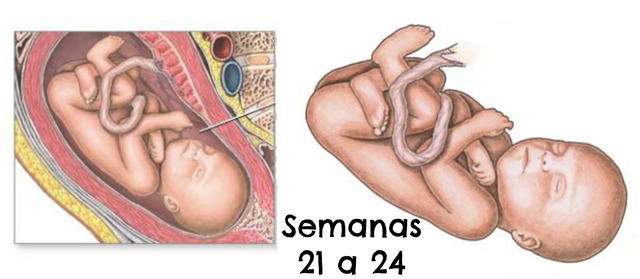 Semanas 21 - 24 (DESARROLO FETAL)