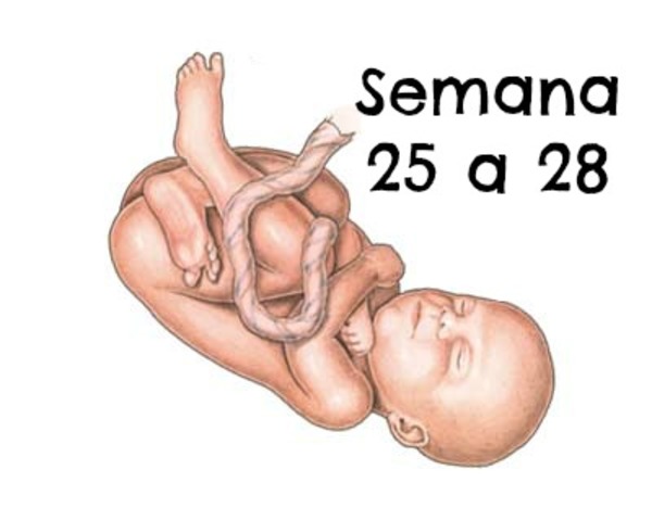 Semanas 25 - 28