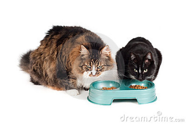 Feed my cats at 7:00