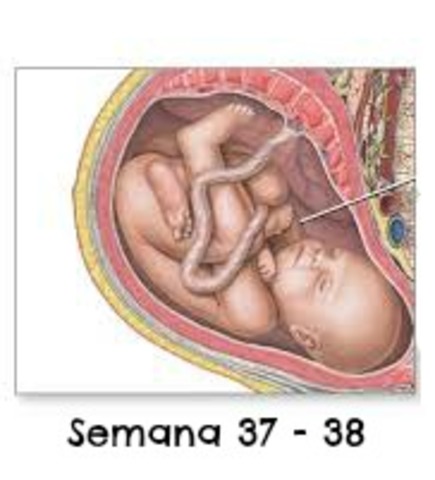 Semana 37 - 38