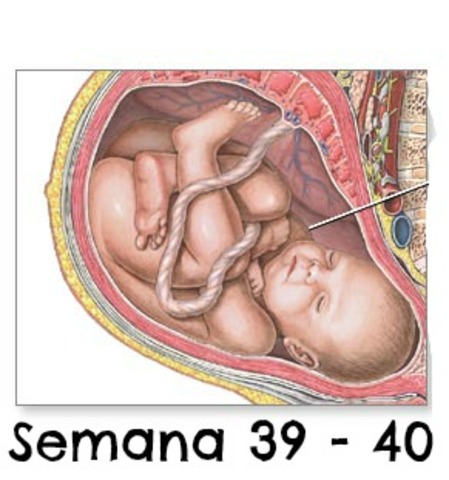 Semana 39 - 40