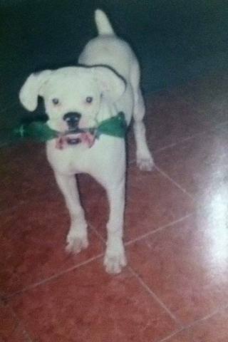 Mi primer mascota