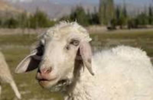 (f.kr) Får (När får var hittat)