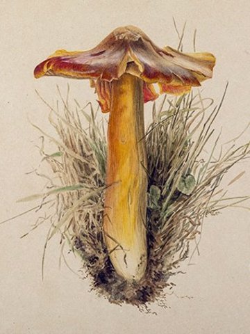 Beatrix's Theory of Germination