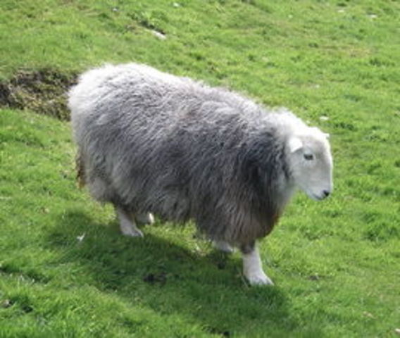 Beatrix Potter Elected President of the Herdwick Sheeps' Association