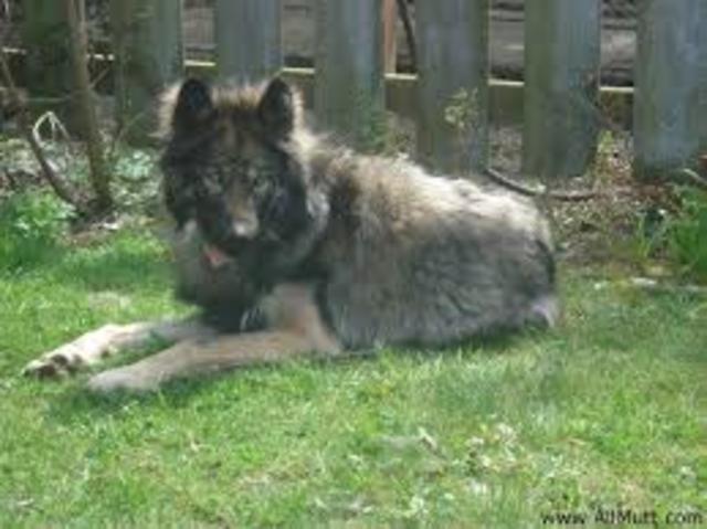 Dog Jasmine Got put down