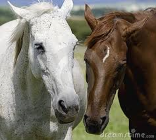 I got my first two horses <3