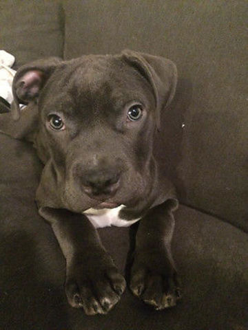 My Dog Had  6 Pitbull Puppies