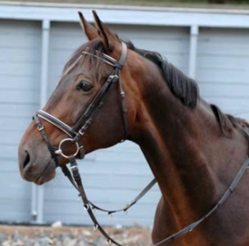 Börjar tämja hästar 4000-3000 f. kr