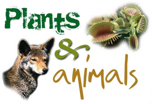 Plants and Animals