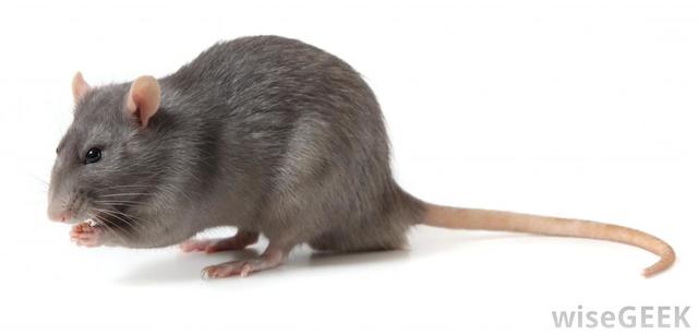 rat