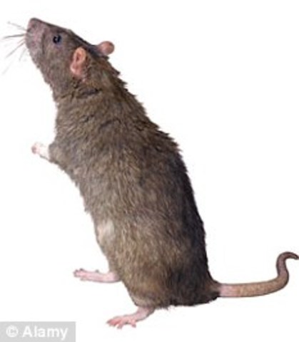 rat damin