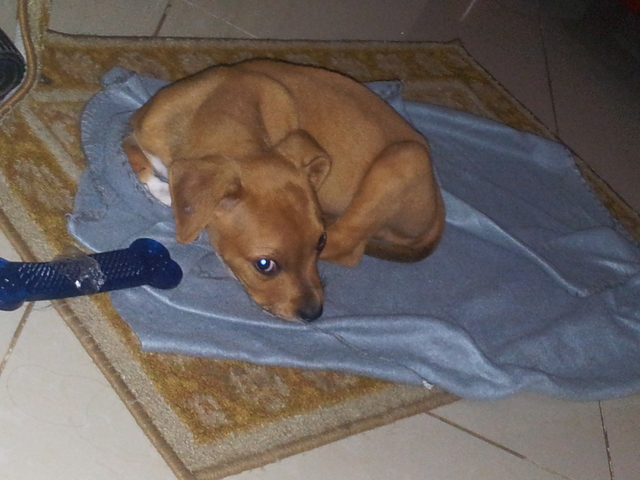 2015 LLegada de Valen