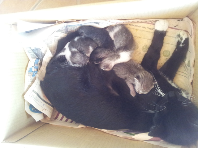 Llegada de Mirta y sus gatitos recien nacidos