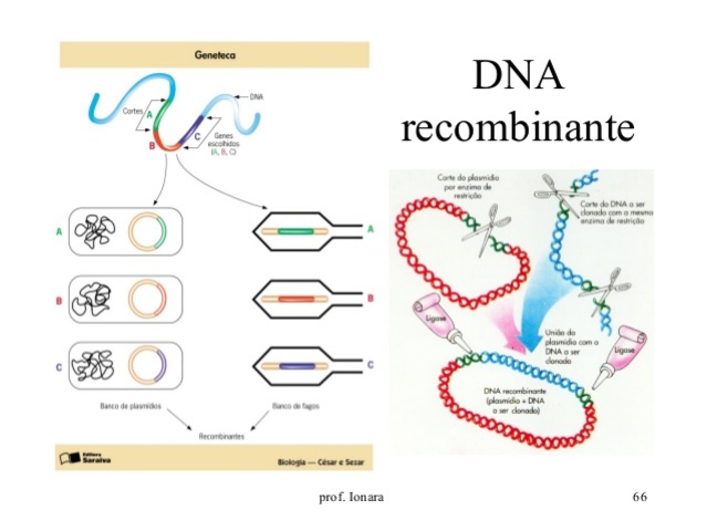 INSULINA POR TECNICAS DNA RECOMBINANTE