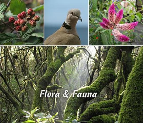 Tratado internacional de especies de flora y fauna en peligro de extincion