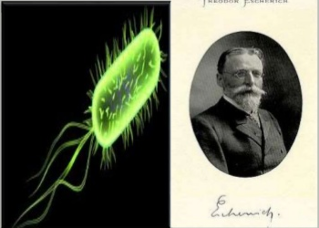 Theodor Escherich