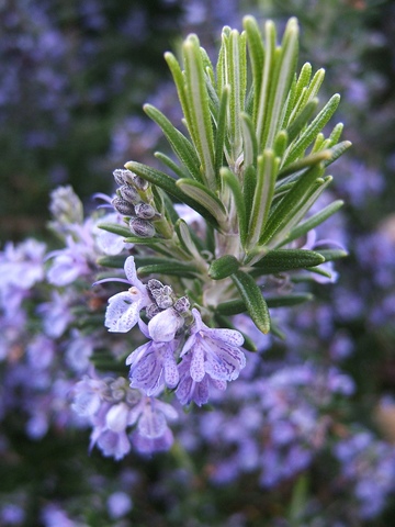Planting Date- Rosemary